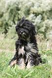 TERRIER DU TIBET 369